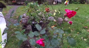 Jak zasadit a pěstovat růžové keře na podzim na otevřeném poli